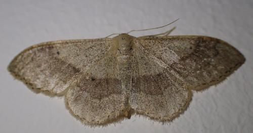 Réf. 235 202 : Idaea aversata
